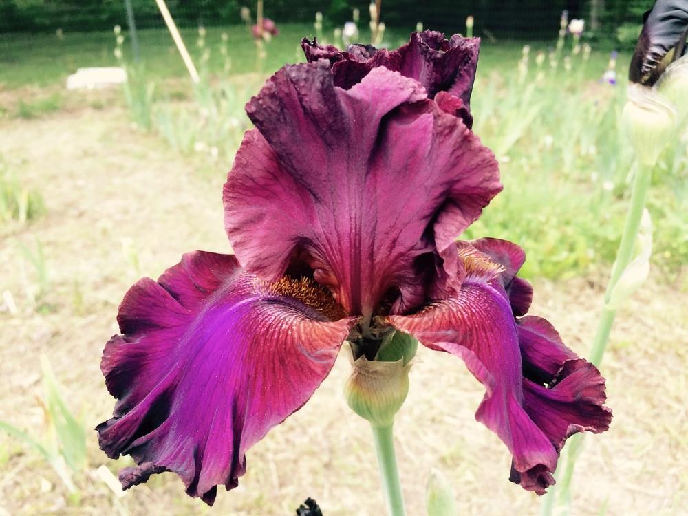 Photo of Tall Bearded Iris (Iris 'Texas Renegade') uploaded by Lbsmitty