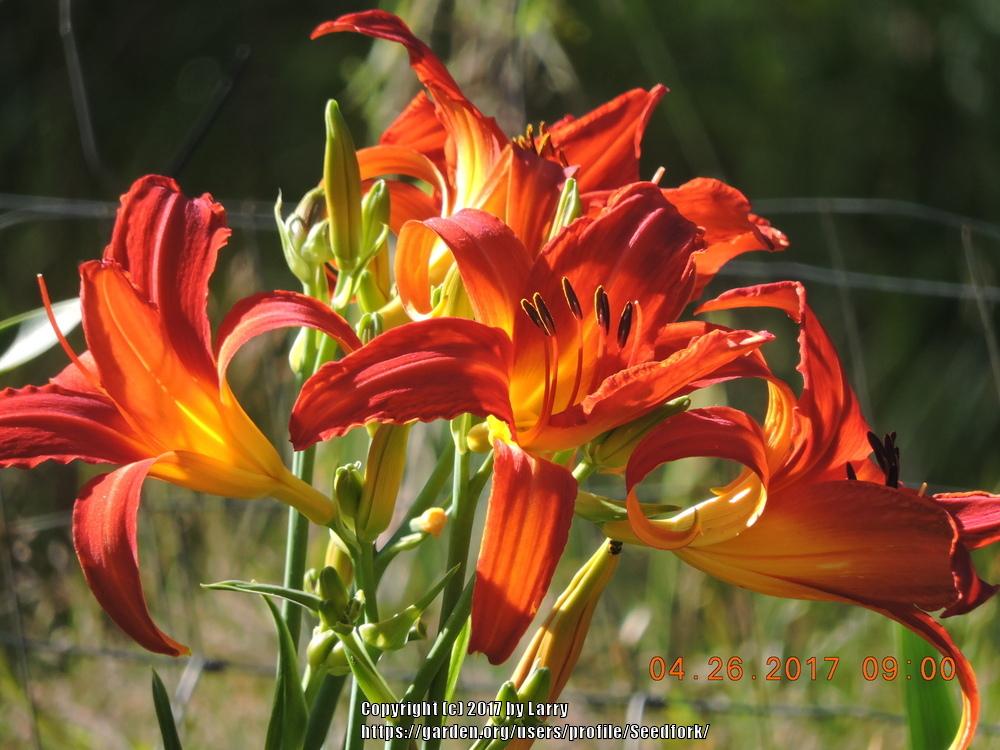 Photo of Daylilies (Hemerocallis) uploaded by Seedfork