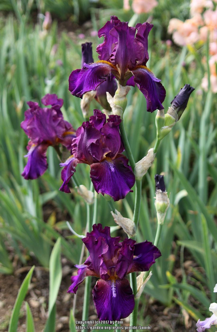 Photo of Tall Bearded Iris (Iris 'Mescalero Chief') uploaded by Snork