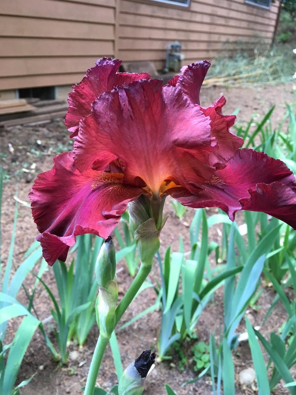 Photo of Tall Bearded Iris (Iris 'Tiff') uploaded by lharvey16