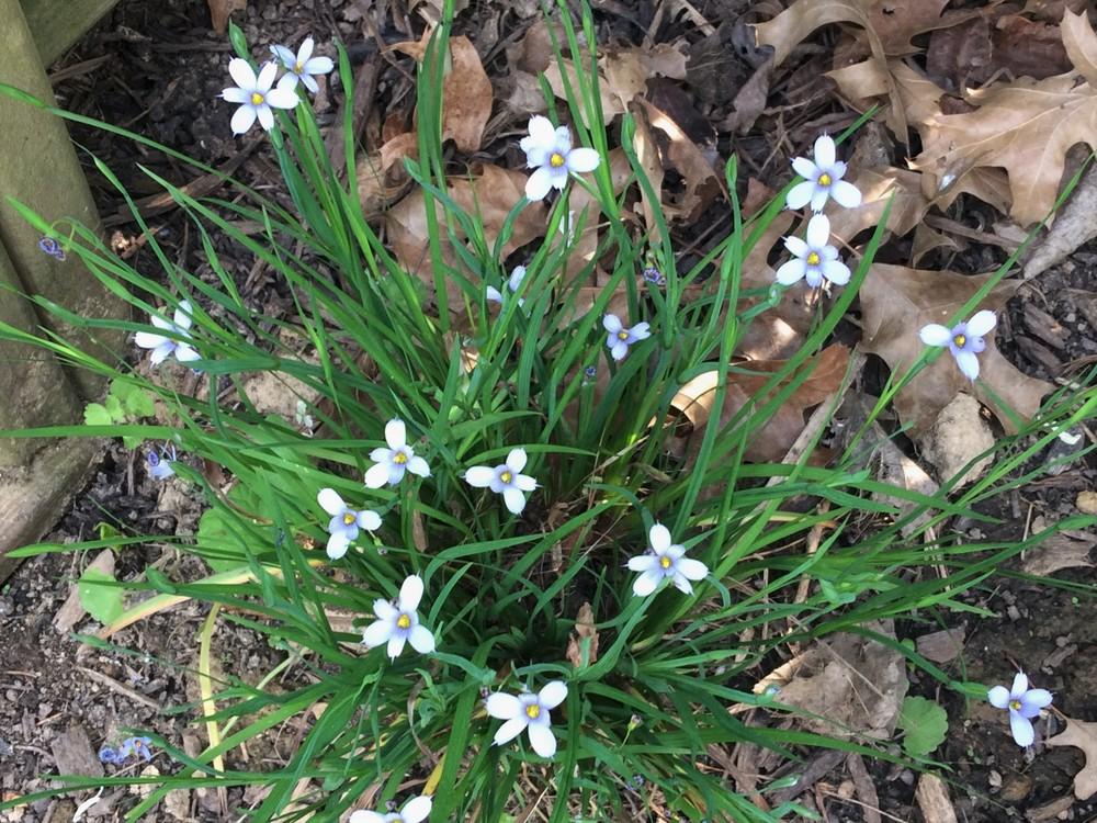 Photo of Narrowleaf Blue-Eyed Grass (Sisyrinchium angustifolium) uploaded by nativeplantlover