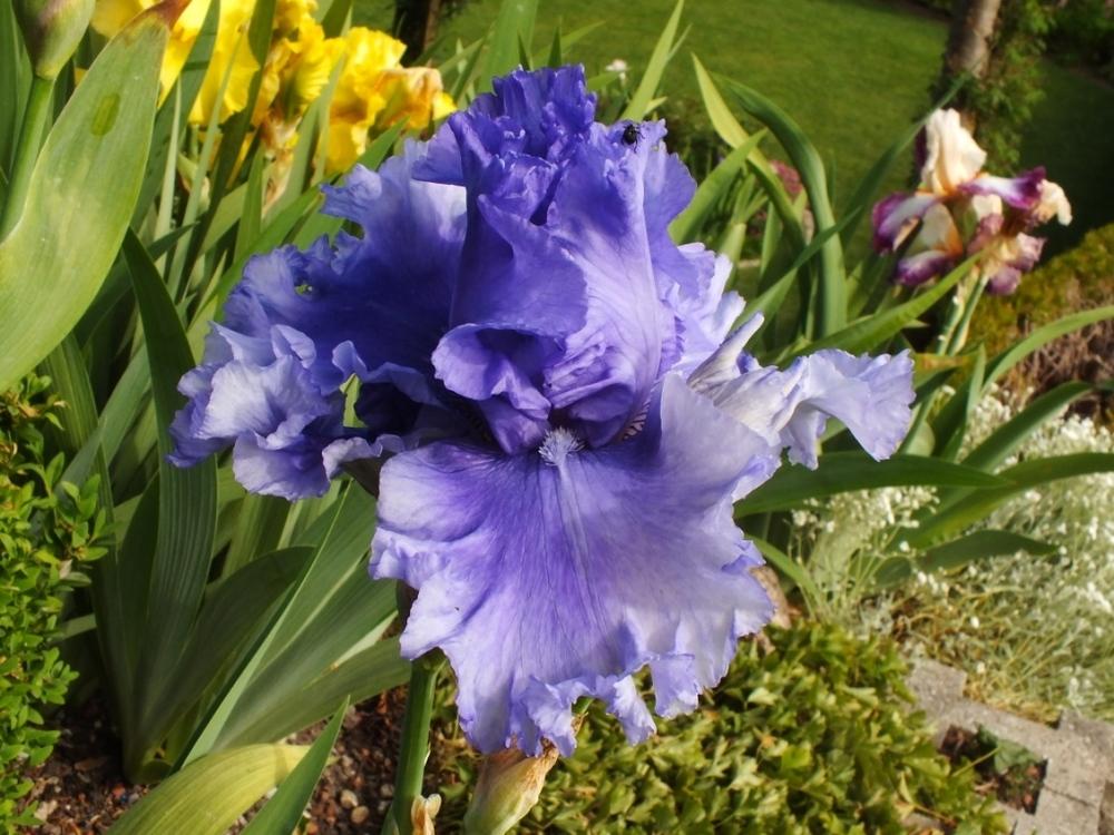 Photo of Tall Bearded Iris (Iris 'Honky Tonk Blues') uploaded by sunnyvalley