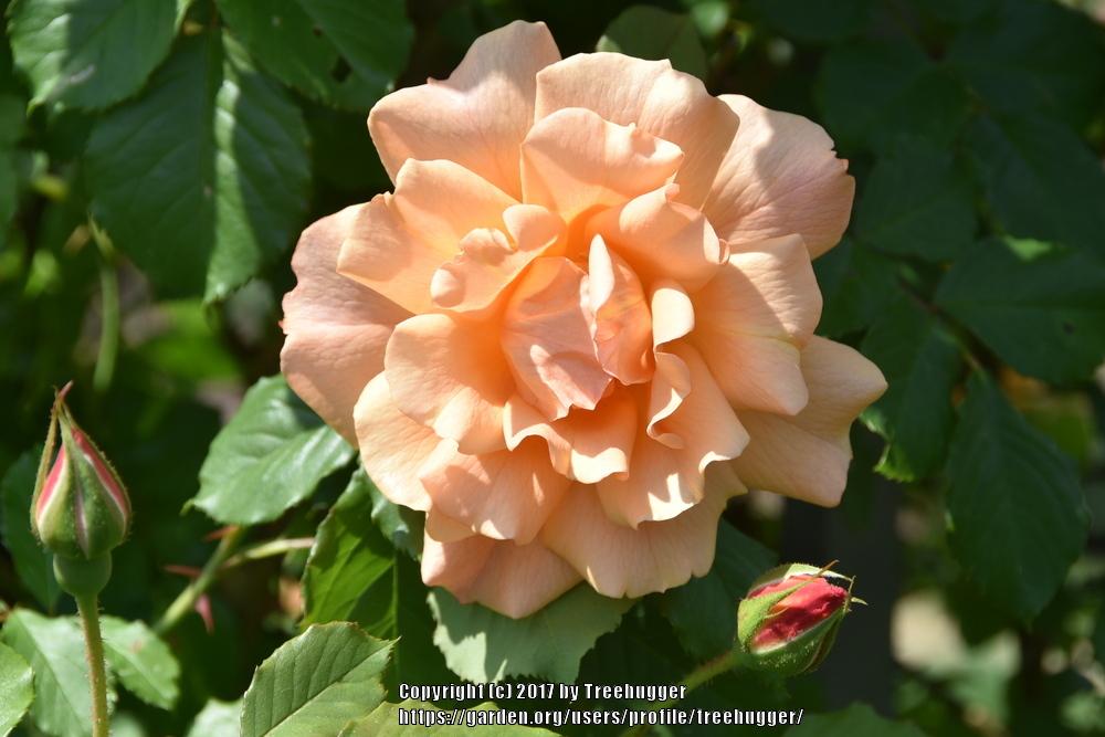 Photo of Rose (Rosa 'Autumn Sunset') uploaded by treehugger
