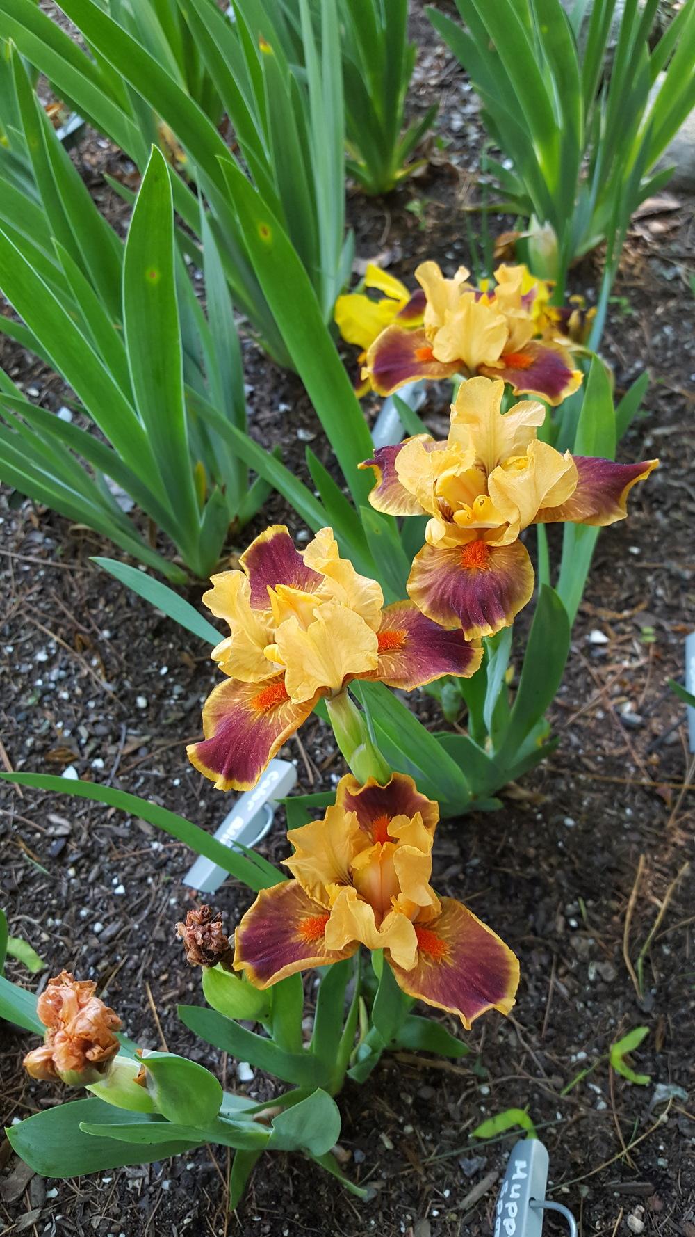 Photo of Standard Dwarf Bearded Iris (Iris 'Color Blind') uploaded by Dachsylady86