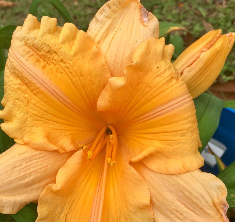 Photo of Daylily (Hemerocallis 'Orange Velvet') uploaded by GaNinFl
