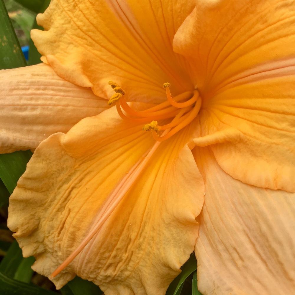 Photo of Daylily (Hemerocallis 'Orange Velvet') uploaded by GaNinFl