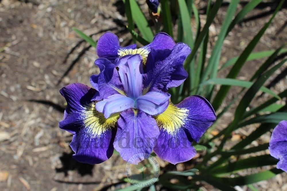 Photo of Irises (Iris) uploaded by HighdesertNiki