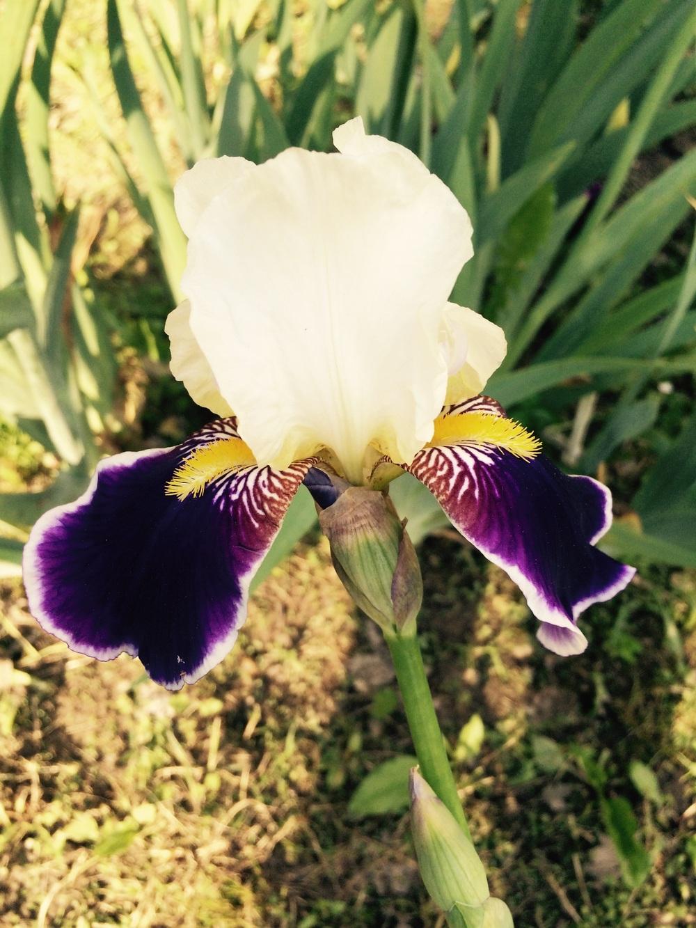 Photo of Tall Bearded Iris (Iris 'Wabash') uploaded by Lbsmitty