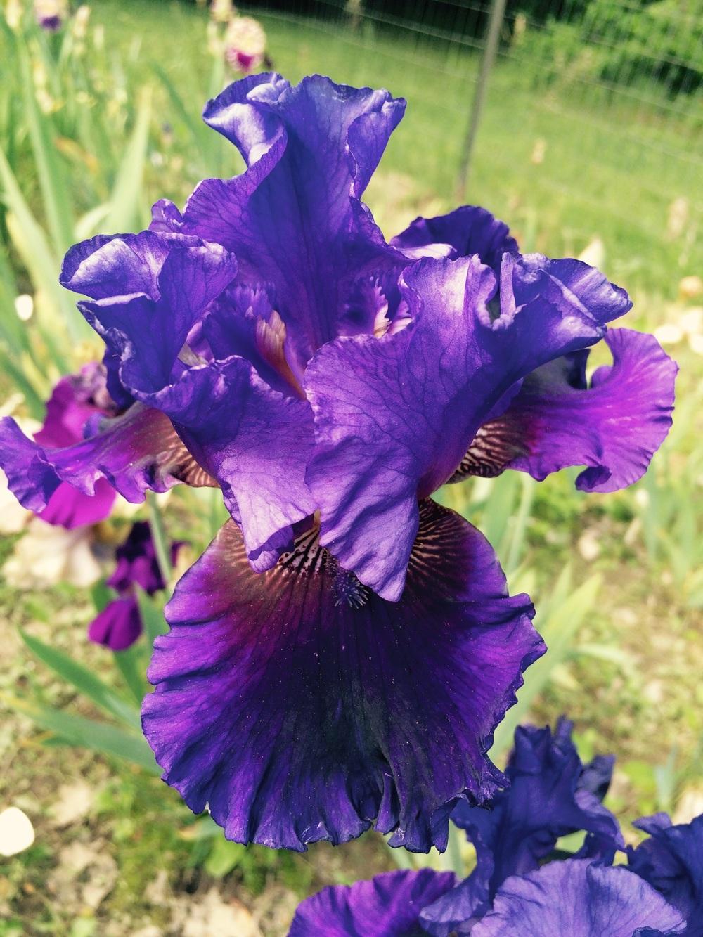 Photo of Tall Bearded Iris (Iris 'Evening Tidings') uploaded by Lbsmitty