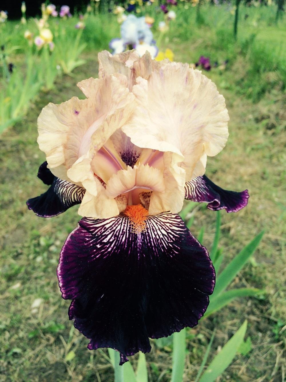 Photo of Tall Bearded Iris (Iris 'Wench') uploaded by Lbsmitty