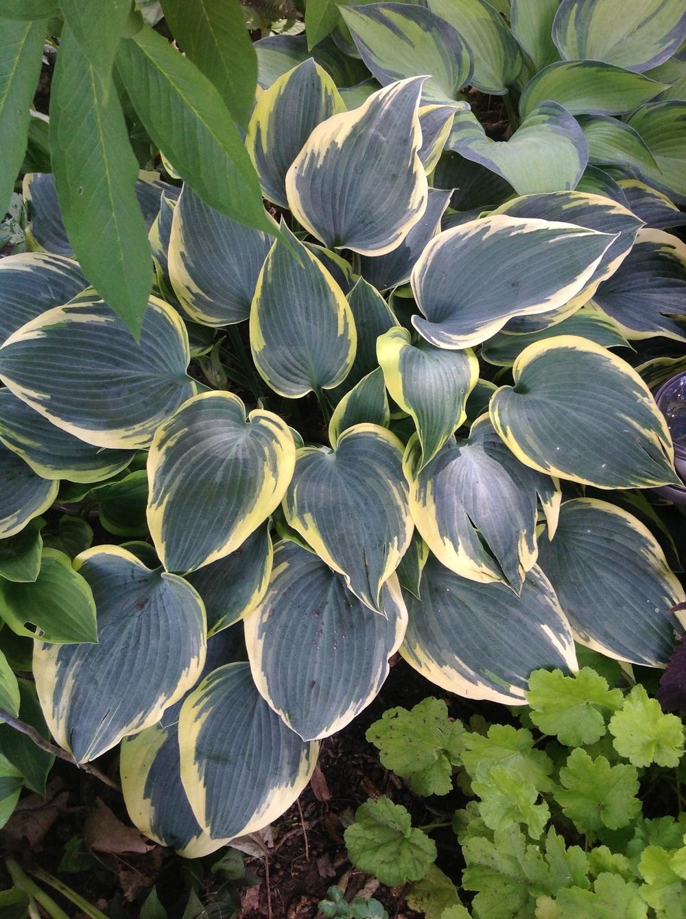 Photo of Hosta 'First Frost' uploaded by Lilydaydreamer