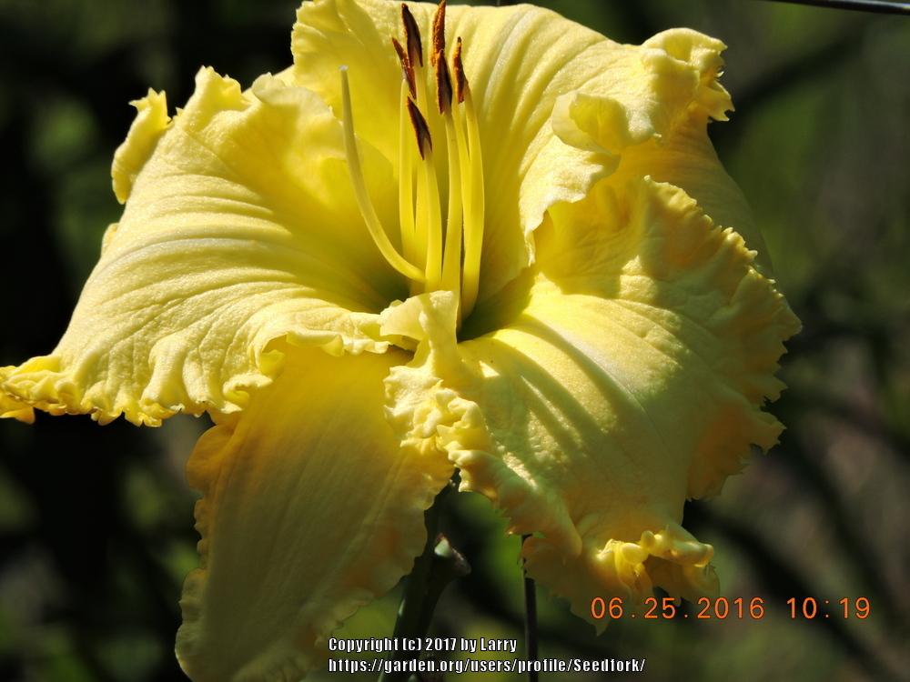 Photo of Daylilies (Hemerocallis) uploaded by Seedfork