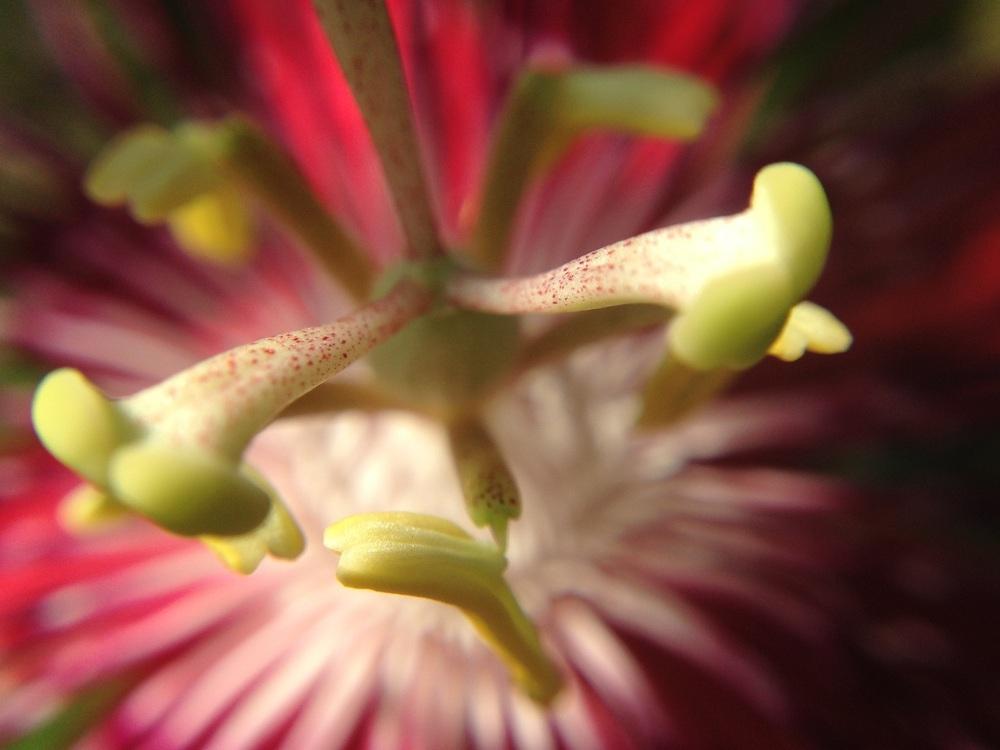 Photo of Passion Flower (Passiflora 'Lady Margaret') uploaded by Werepanda