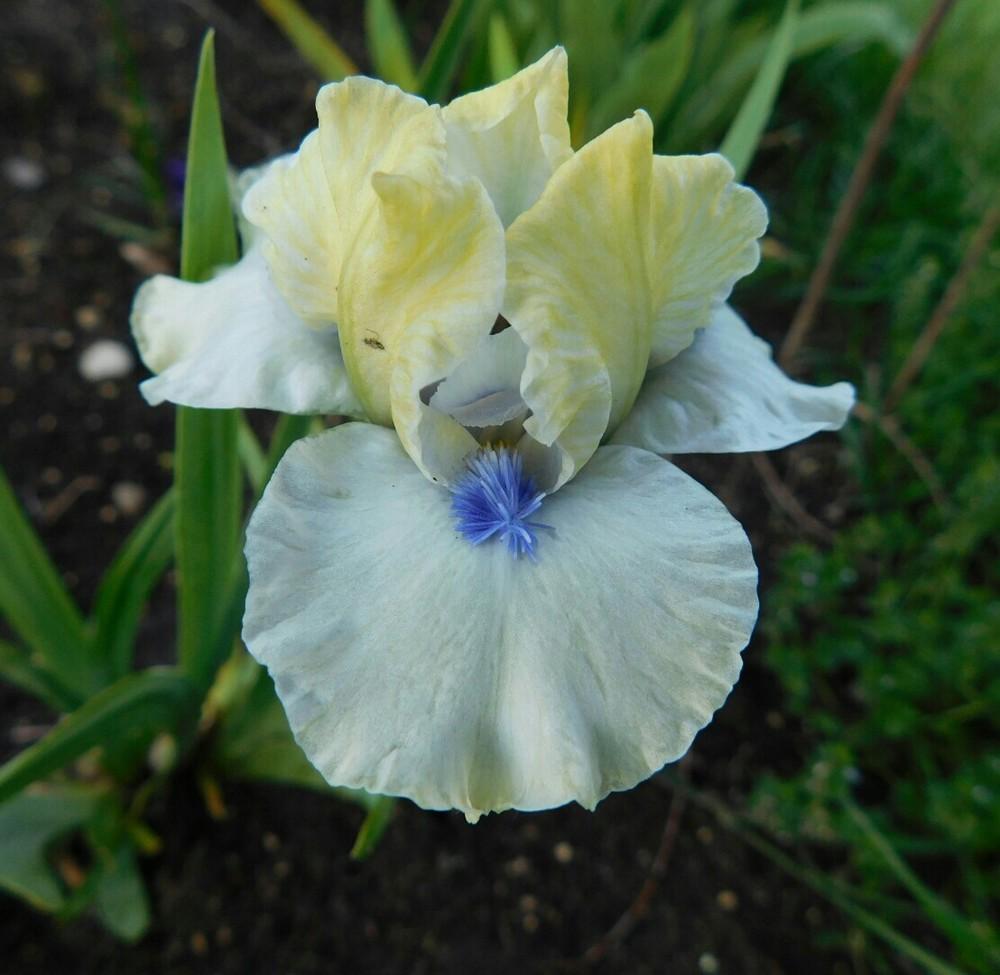 Photo of Standard Dwarf Bearded Iris (Iris 'Bluebeard's Ghost') uploaded by bramedog