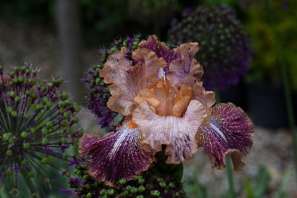 Photo of Tall Bearded Iris (Iris 'Cocktail') uploaded by cliftoncat