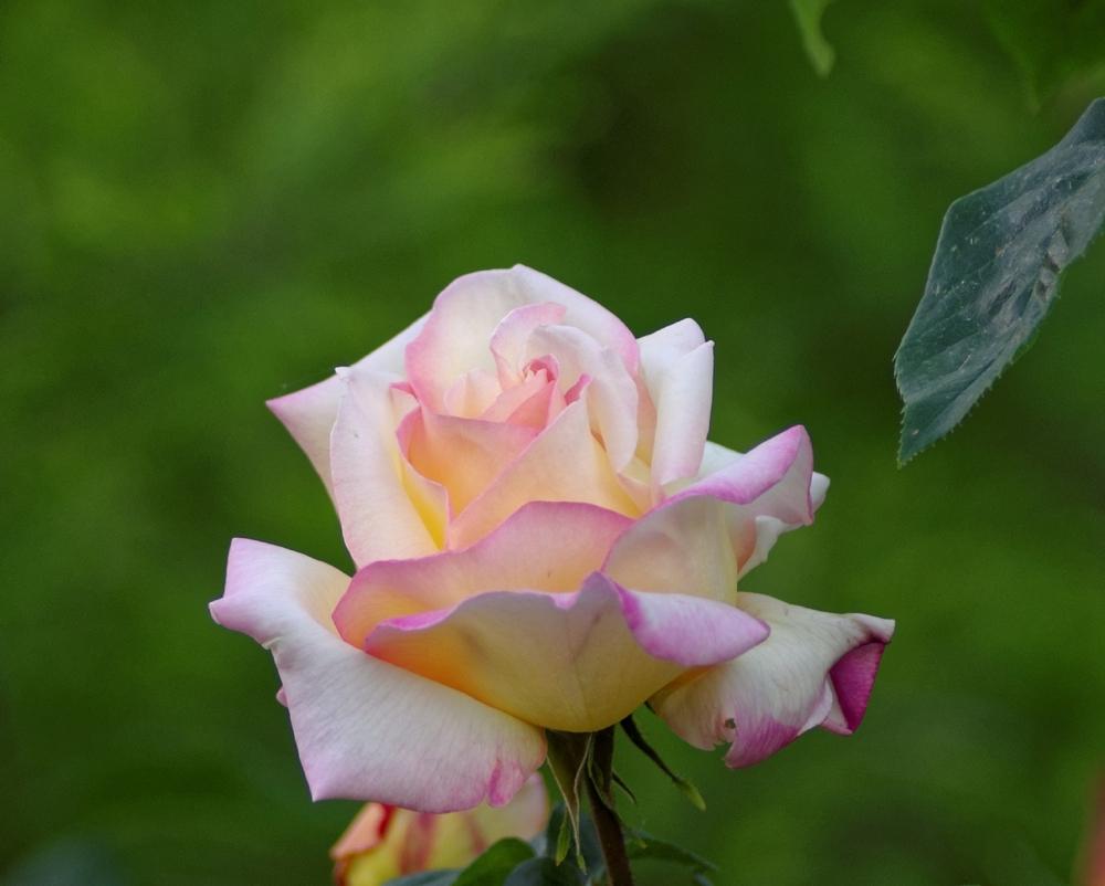 Photo of Hybrid Tea Rose (Rosa 'Peace') uploaded by evermorelawnless