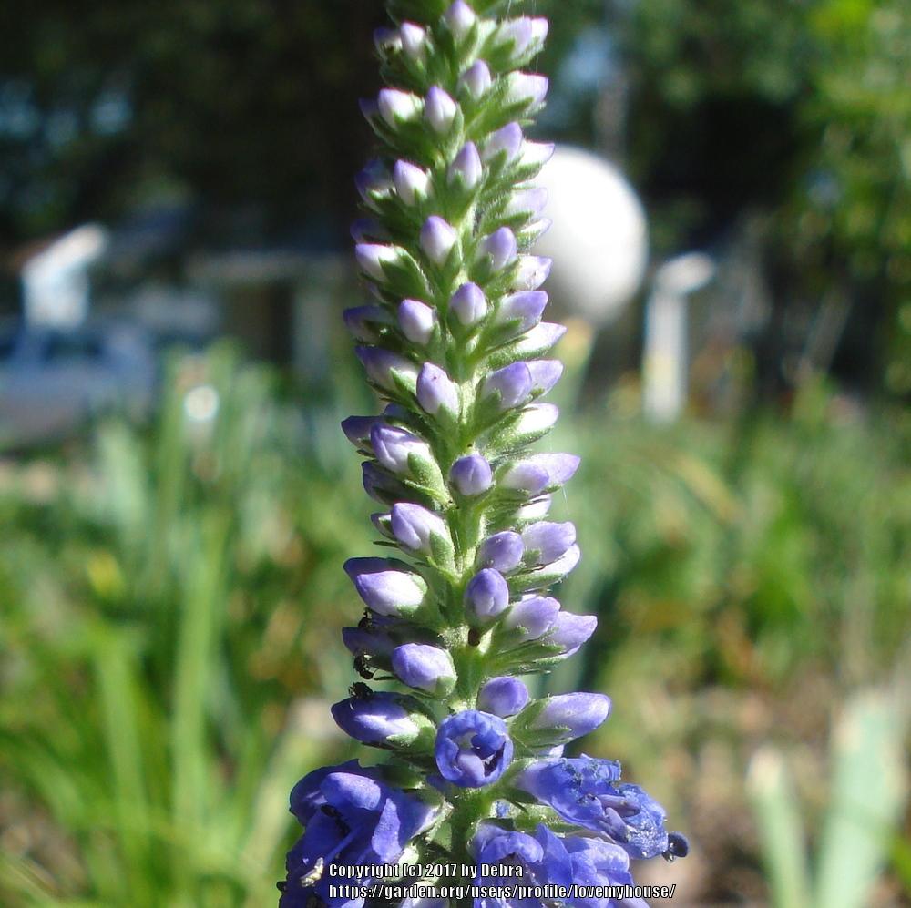 Photo of Speedwell (Veronica 'Sunny Border Blue') uploaded by lovemyhouse