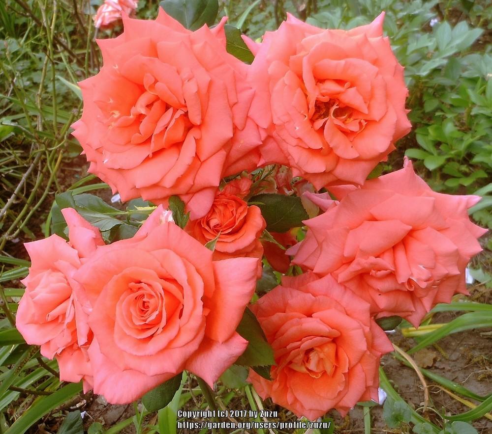 Photo of Rose (Rosa 'Shreveport') uploaded by zuzu
