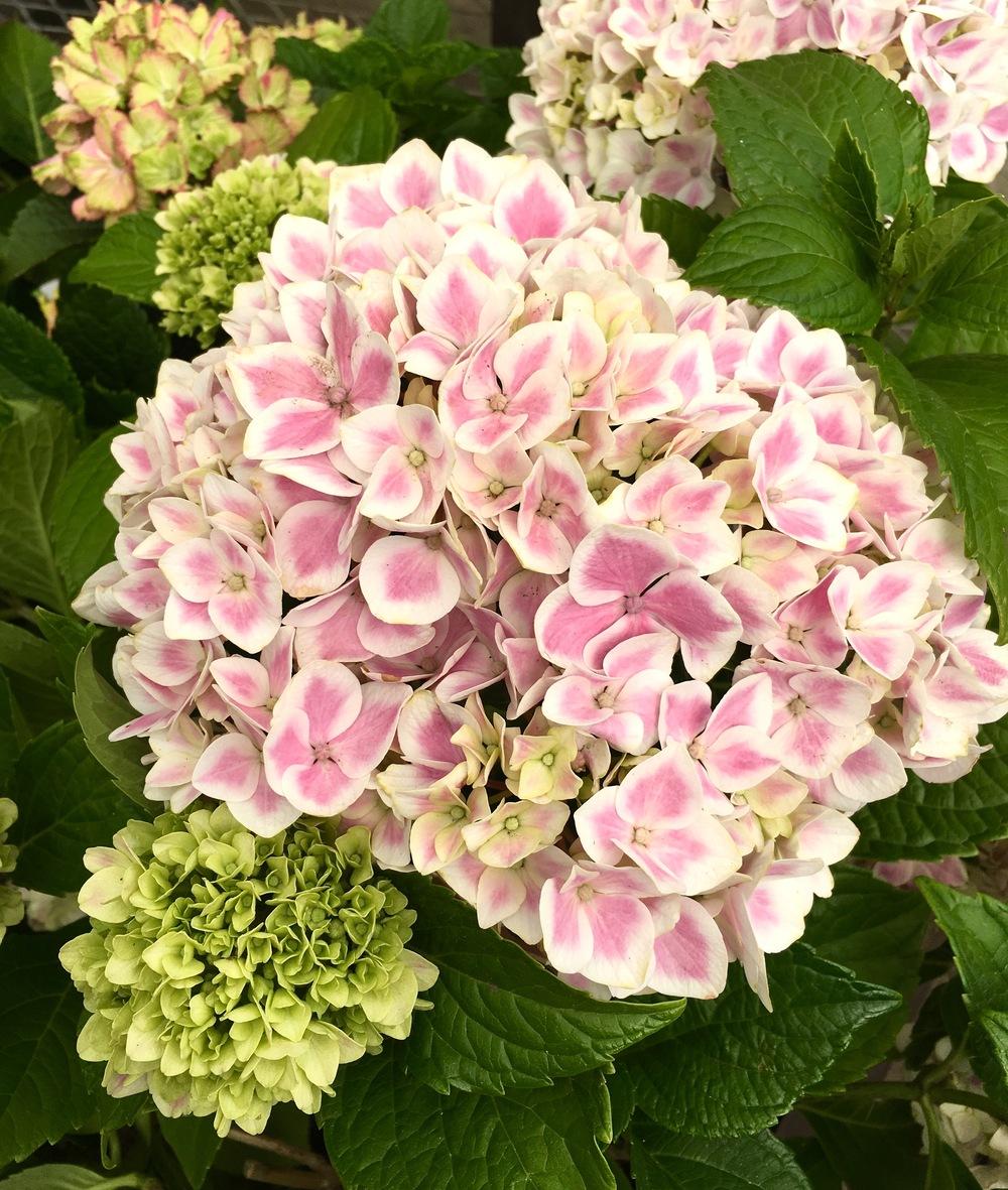 Photo of Hydrangea (Hydrangea macrophylla Forever & Ever® Peppermint) uploaded by Calif_Sue