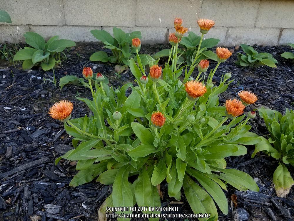 Photo of Pot Marigold (Calendula officinalis 'Zeolights') uploaded by KarenHolt
