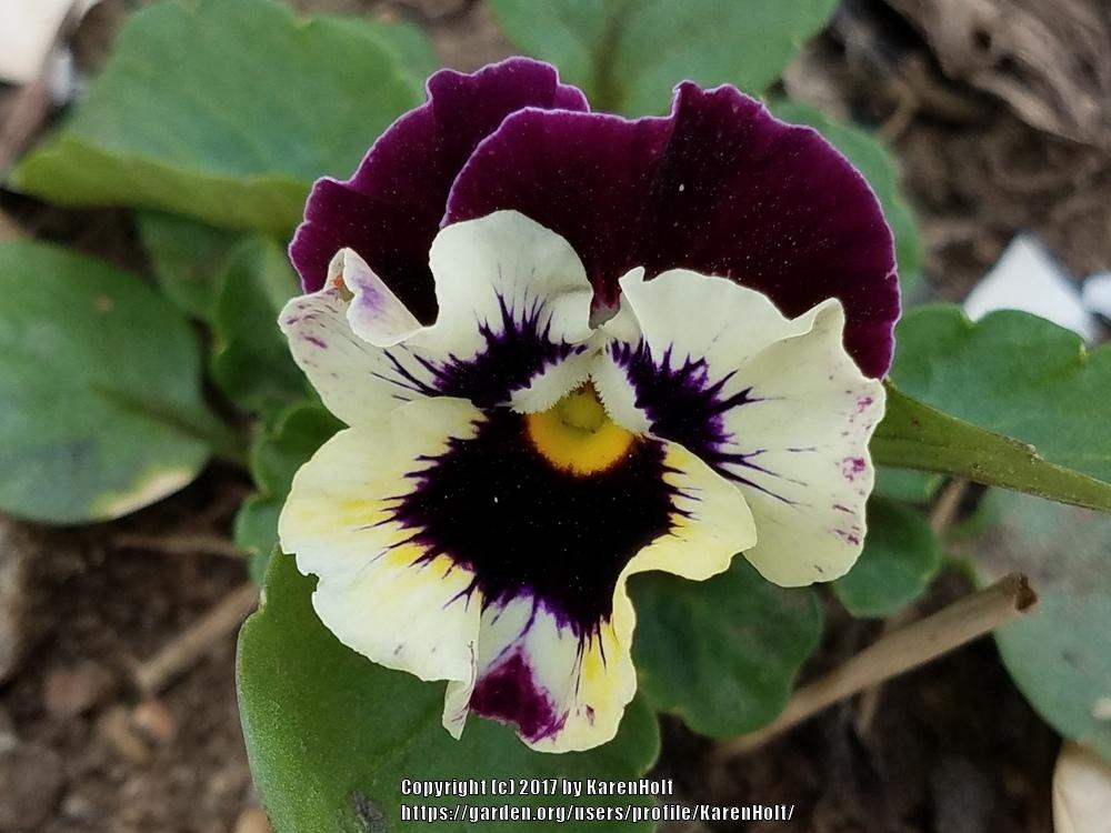 Photo of Violet (Viola cornuta 'Frizzle Sizzle Mix') uploaded by KarenHolt