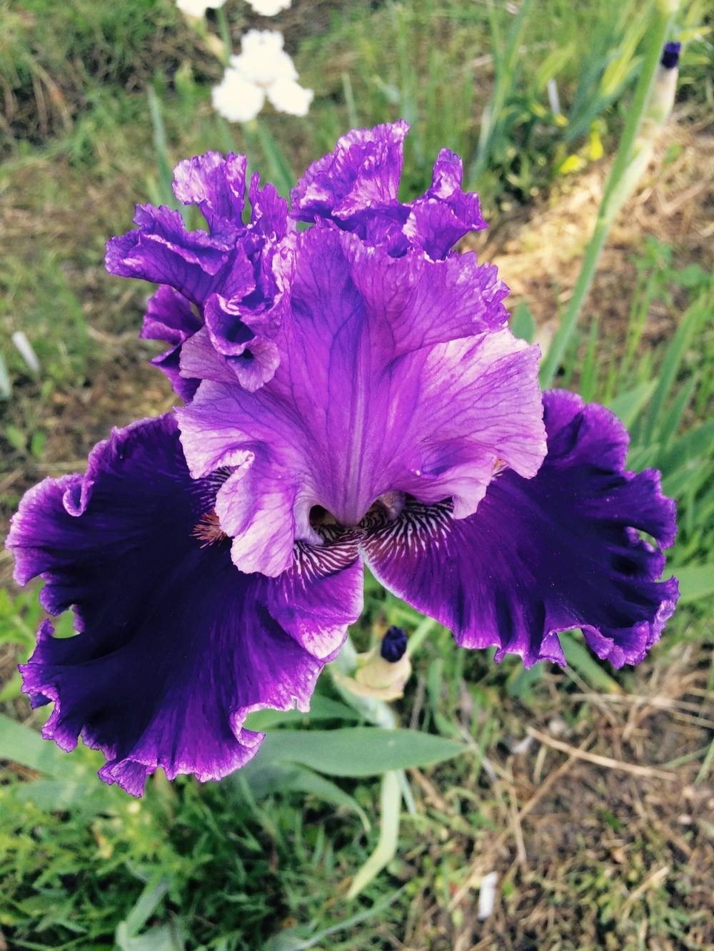 Photo of Tall Bearded Iris (Iris 'Louisa's Song') uploaded by Lbsmitty