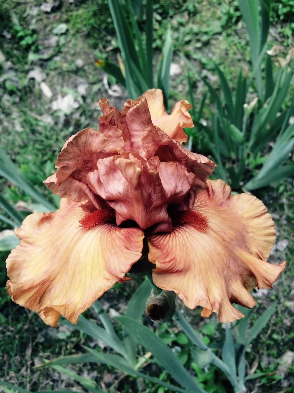 Photo of Tall Bearded Iris (Iris 'Game Plan') uploaded by Lbsmitty