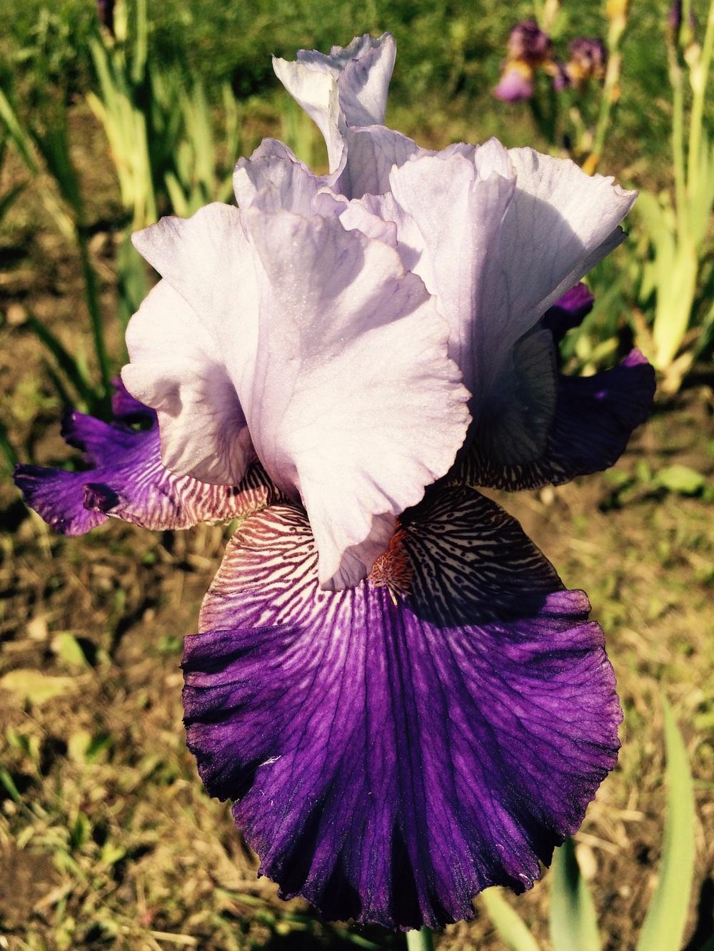 Photo of Tall Bearded Iris (Iris 'Helen's Melody') uploaded by Lbsmitty