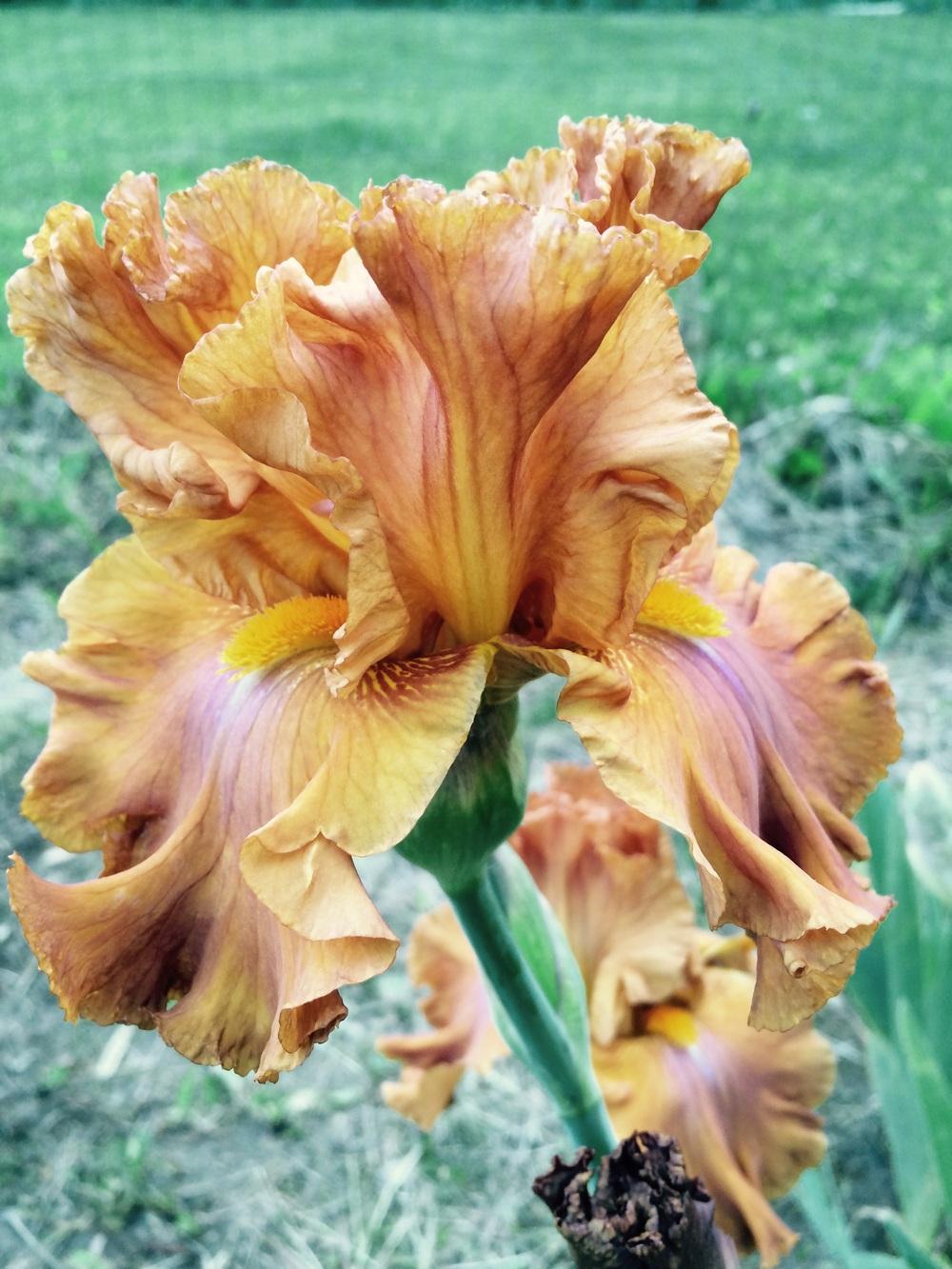 Photo of Tall Bearded Iris (Iris 'Erotic Touch') uploaded by Lbsmitty