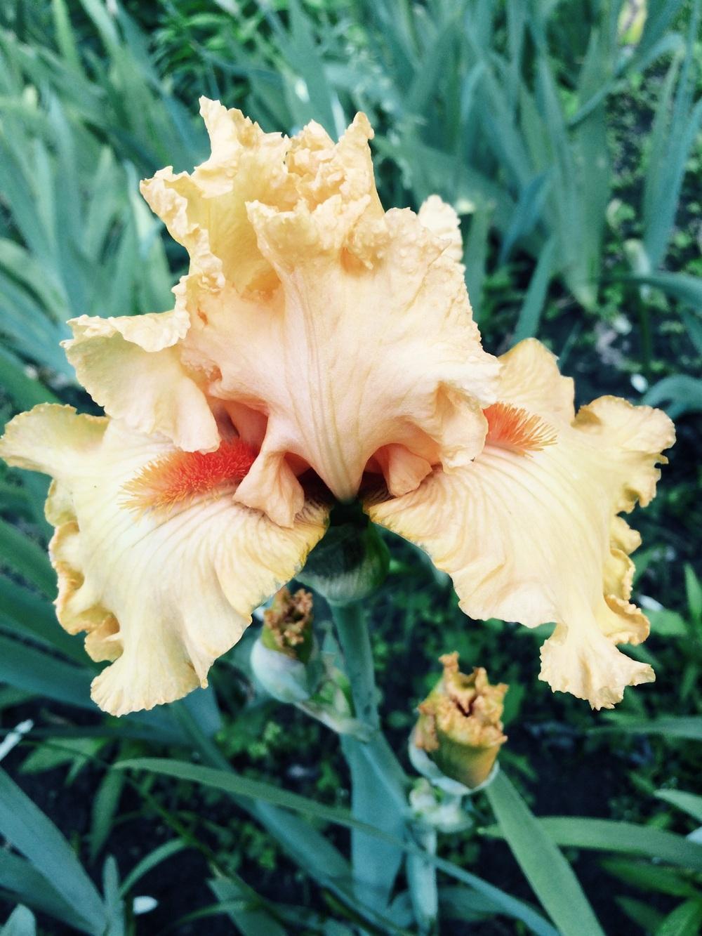 Photo of Tall Bearded Iris (Iris 'Fringe Benefits') uploaded by Lbsmitty