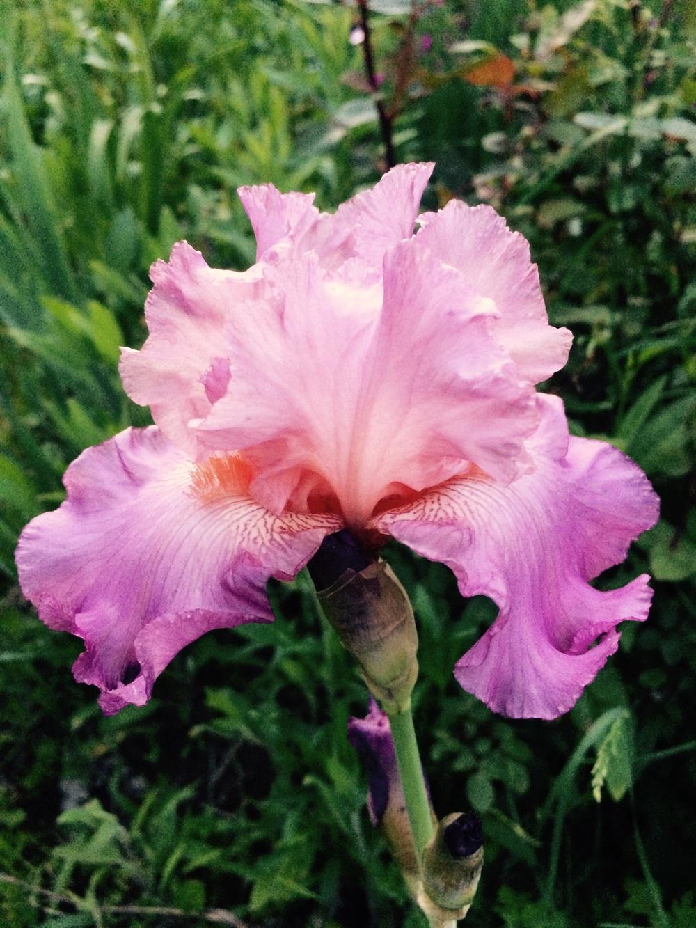 Photo of Tall Bearded Iris (Iris 'Jennifer Rebecca') uploaded by Lbsmitty