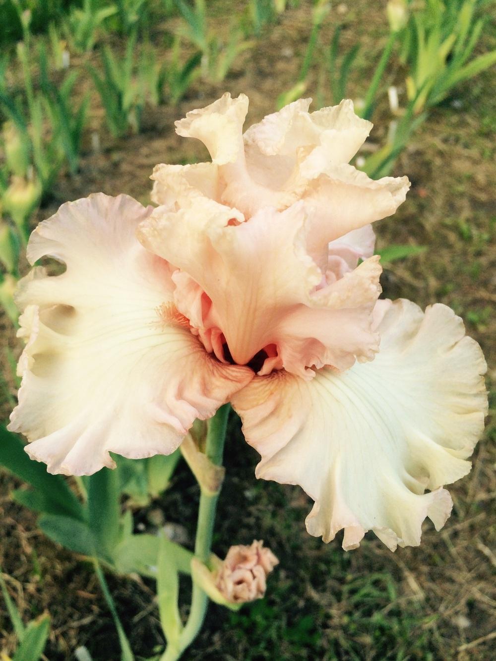 Photo of Tall Bearded Iris (Iris 'Picture Book') uploaded by Lbsmitty
