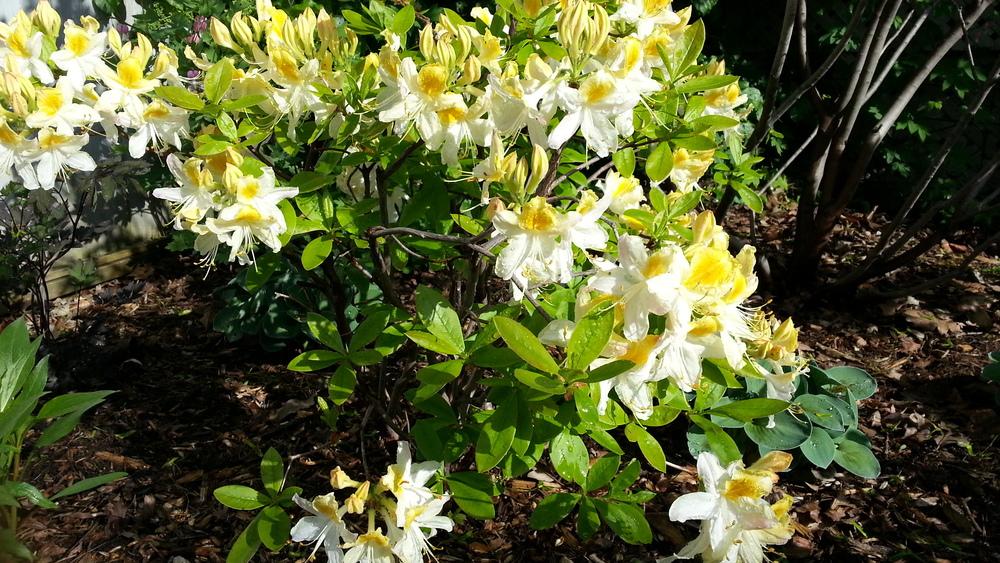 Photo of Azalea (Rhododendron 'Northern Hi-lights') uploaded by MissMew