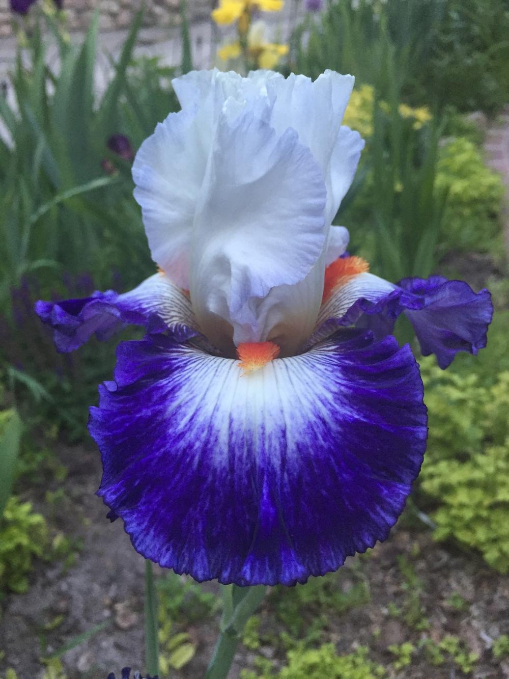 Photo of Tall Bearded Iris (Iris 'Gypsy Lord') uploaded by SpringGreenThumb