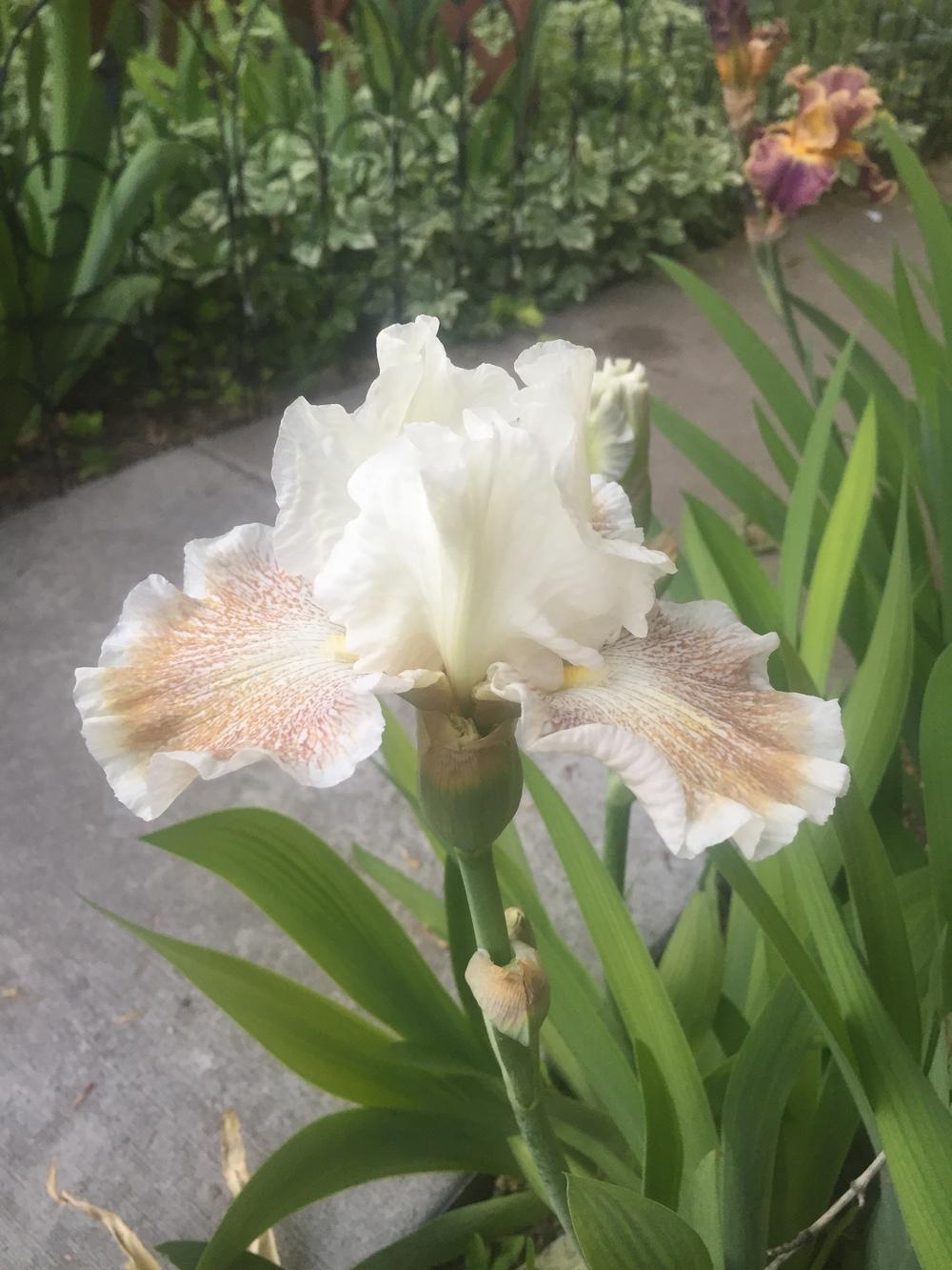 Photo of Tall Bearded Iris (Iris 'Owyhee Desert') uploaded by SpringGreenThumb