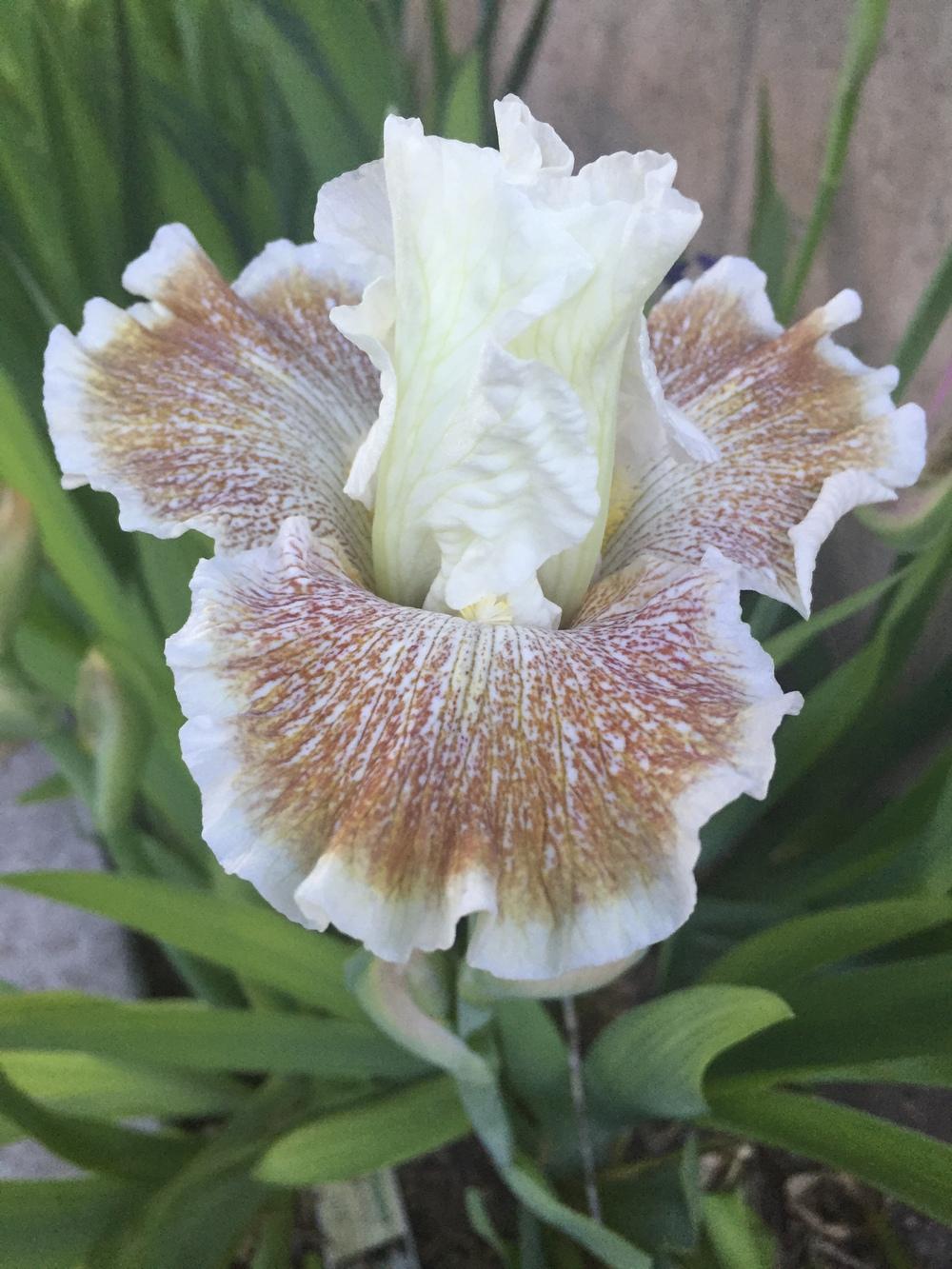 Photo of Tall Bearded Iris (Iris 'Owyhee Desert') uploaded by SpringGreenThumb