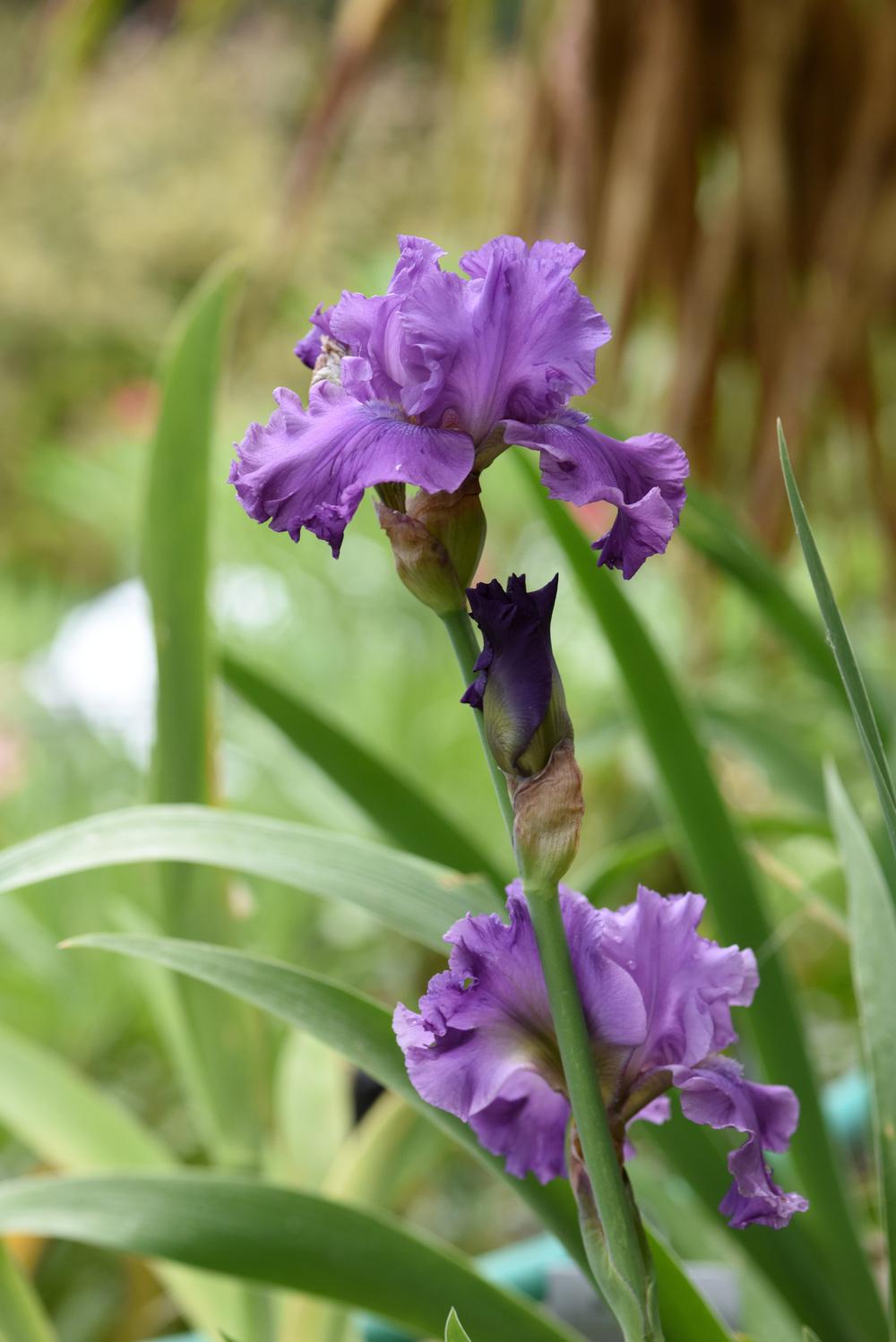 Photo of Tall Bearded Iris (Iris 'Rhinelander') uploaded by cliftoncat