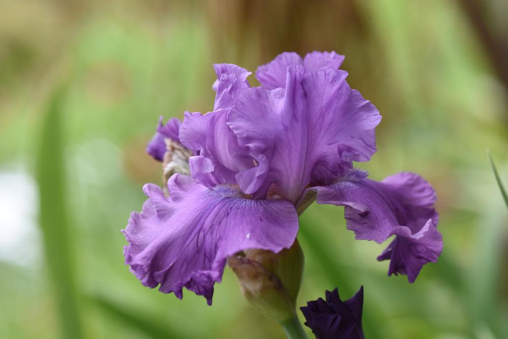 Photo of Tall Bearded Iris (Iris 'Rhinelander') uploaded by cliftoncat