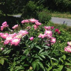 Location: My garden, Pequea, Pennsylvania 17565
Date: 2017-05-31