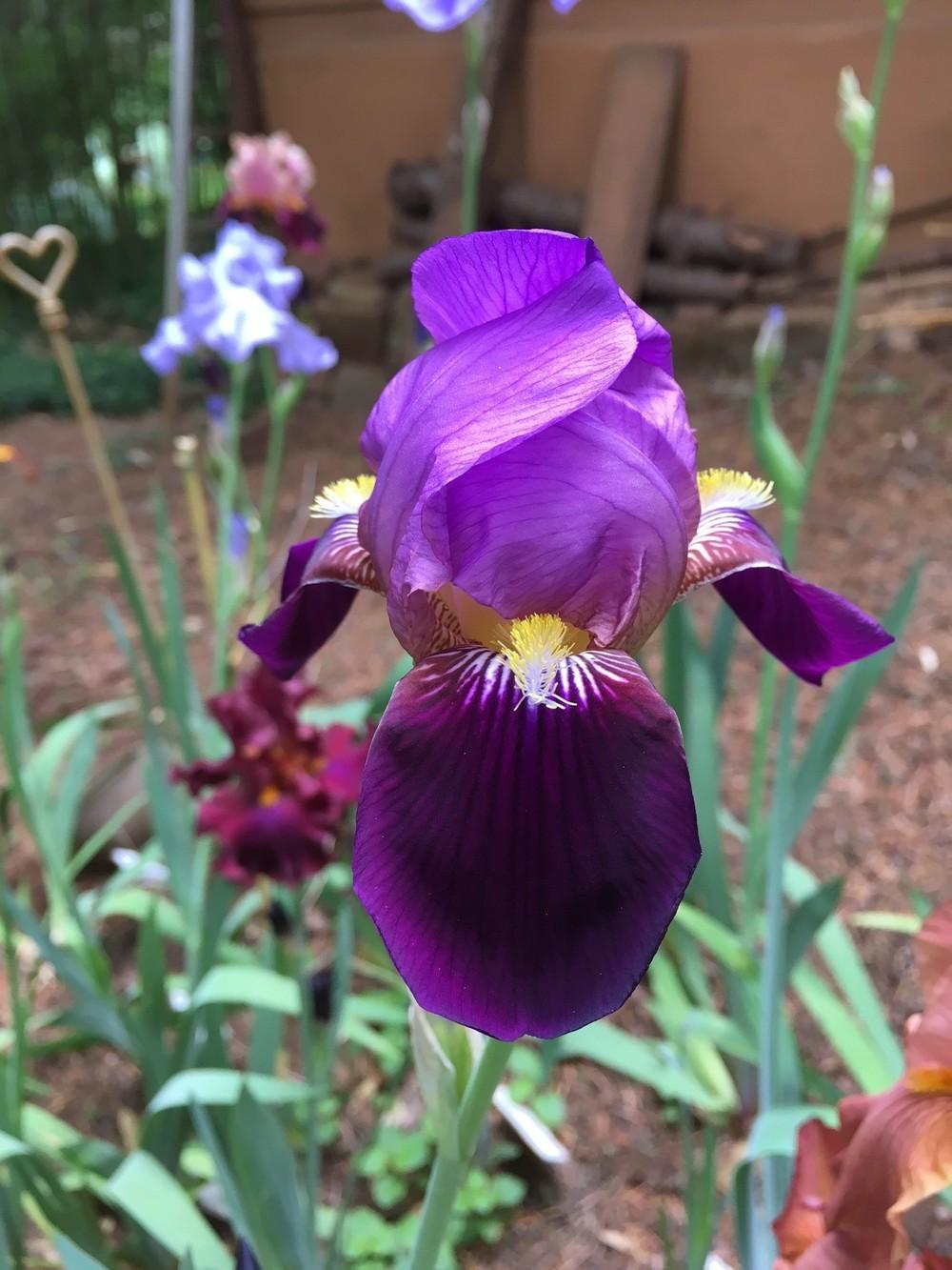 Photo of Tall Bearded Iris (Iris 'Cameroun') uploaded by lharvey16