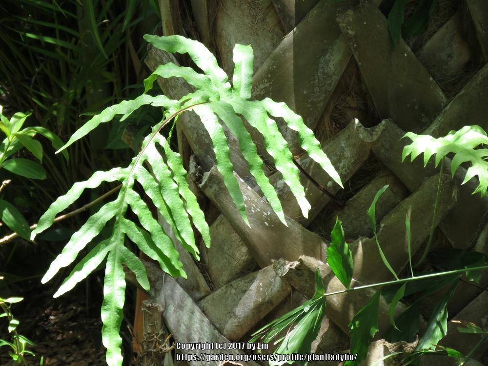 Photo of Cabbage Palm Fern (Phlebodium aureum) uploaded by plantladylin