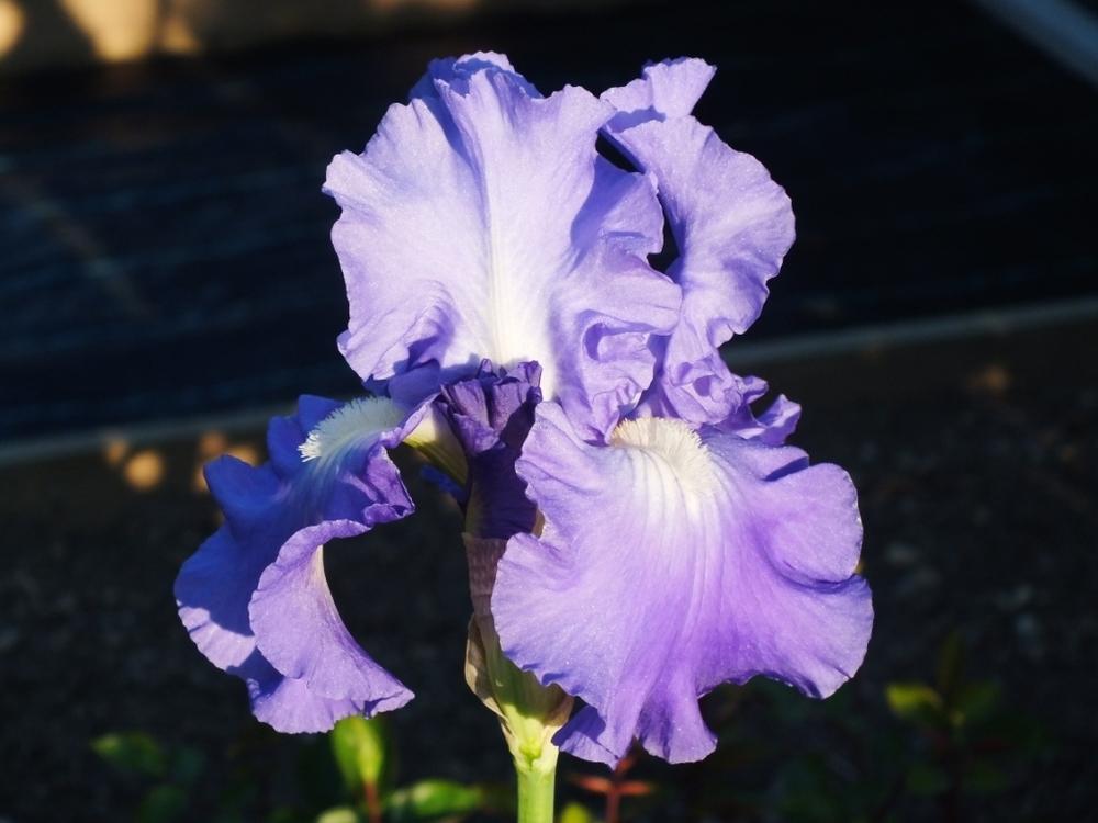 Photo of Tall Bearded Iris (Iris 'Victoria Falls') uploaded by sunnyvalley