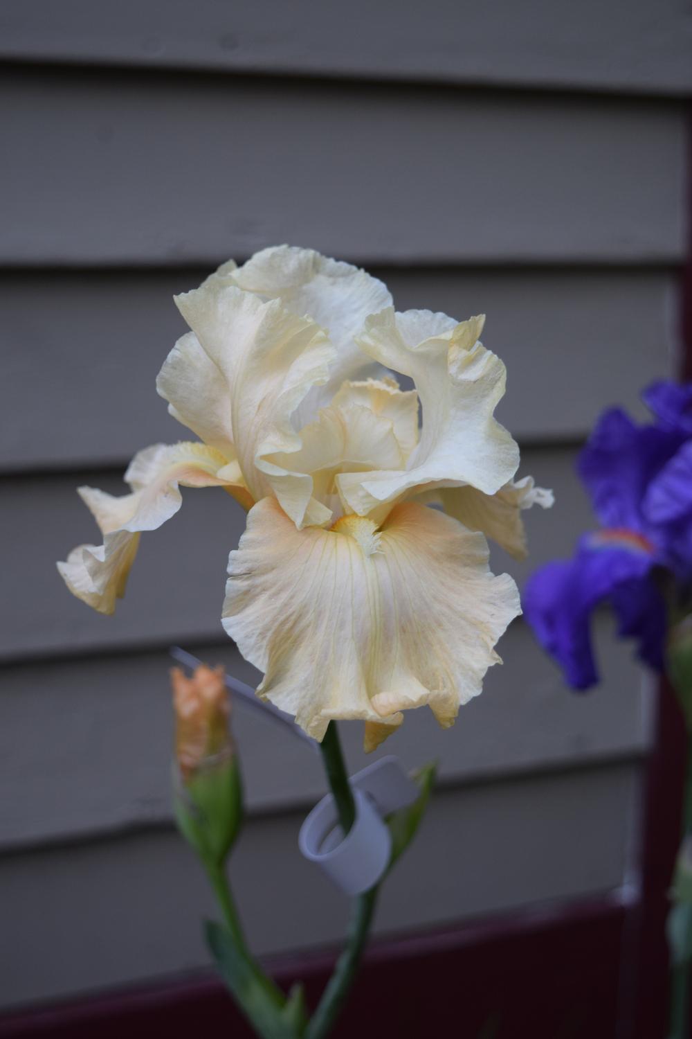 Photo of Tall Bearded Iris (Iris 'Let's Misbehave') uploaded by Dachsylady86