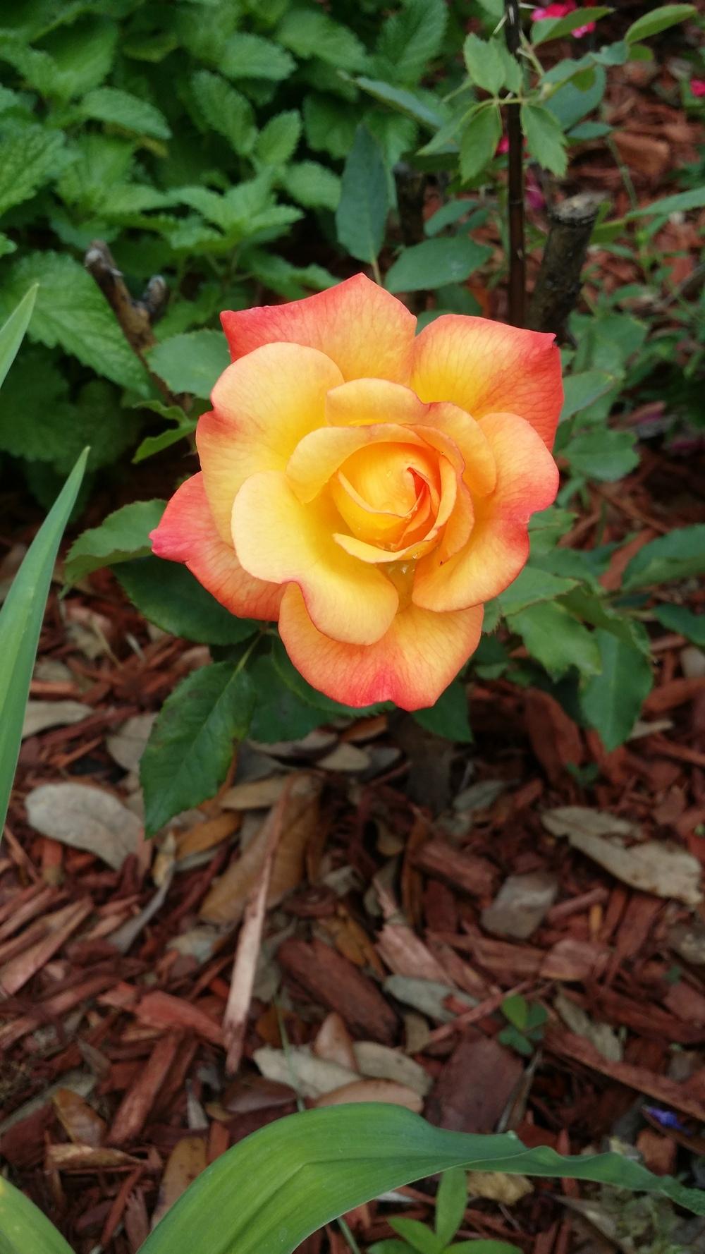 Photo of Hybrid Tea Rose (Rosa 'Rio Samba') uploaded by Kalix
