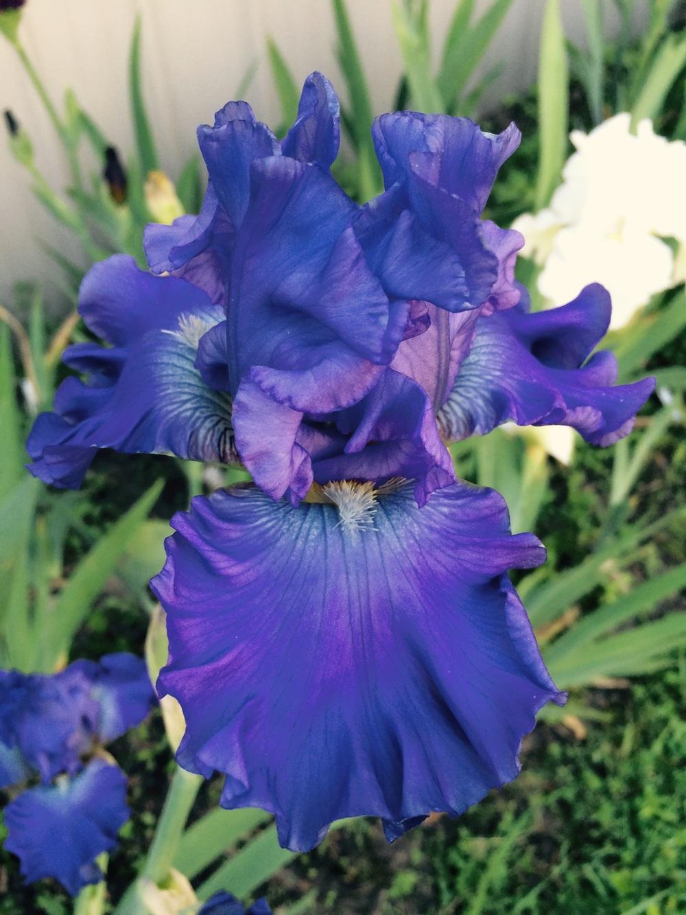 Photo of Tall Bearded Iris (Iris 'Big Boss') uploaded by Lbsmitty