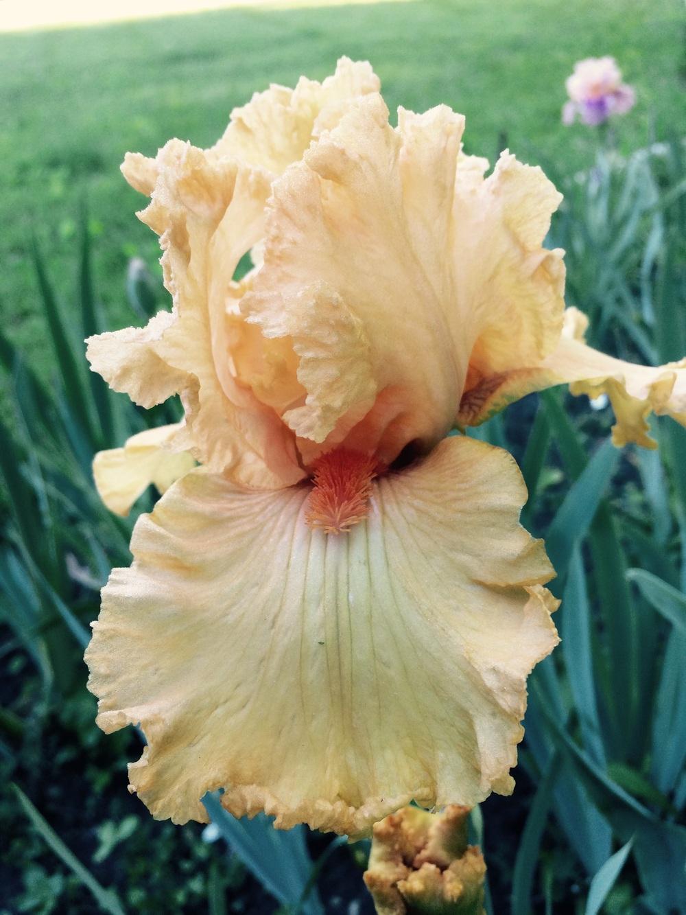 Photo of Tall Bearded Iris (Iris 'Fringe Benefits') uploaded by Lbsmitty