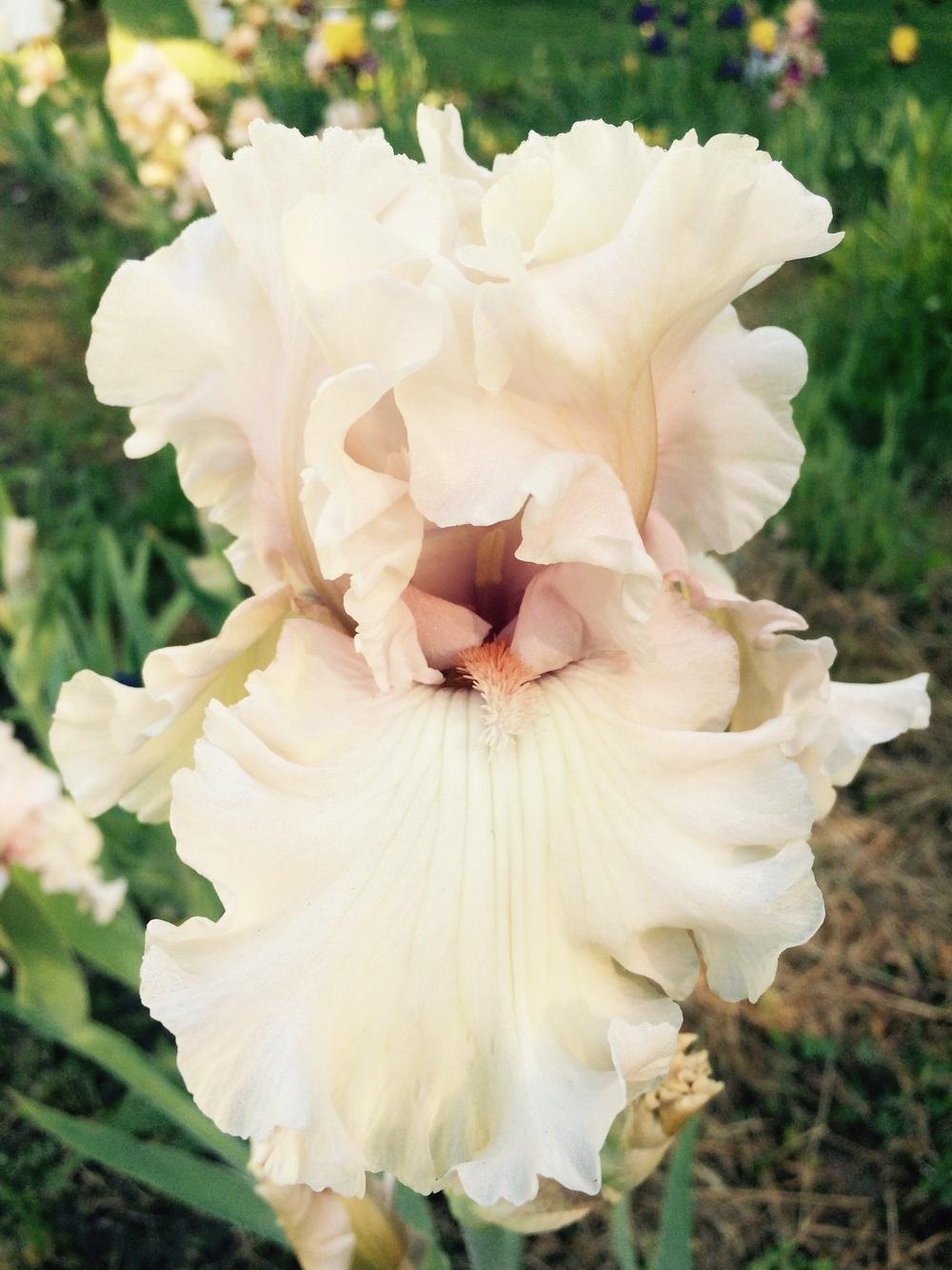 Photo of Tall Bearded Iris (Iris 'Treasured') uploaded by Lbsmitty