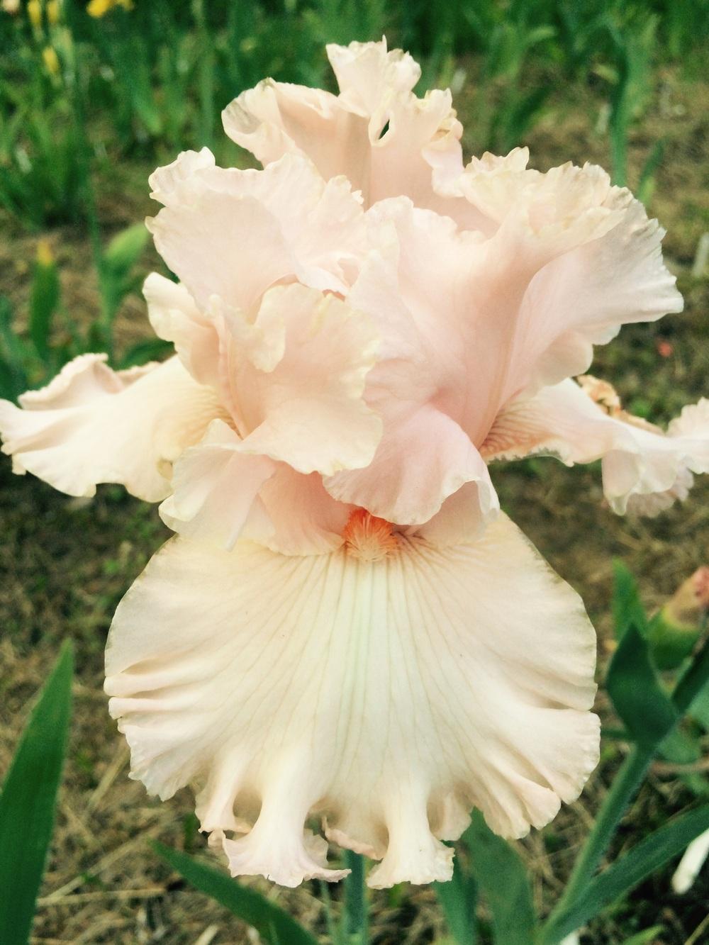 Photo of Tall Bearded Iris (Iris 'Bursting Bubbles') uploaded by Lbsmitty