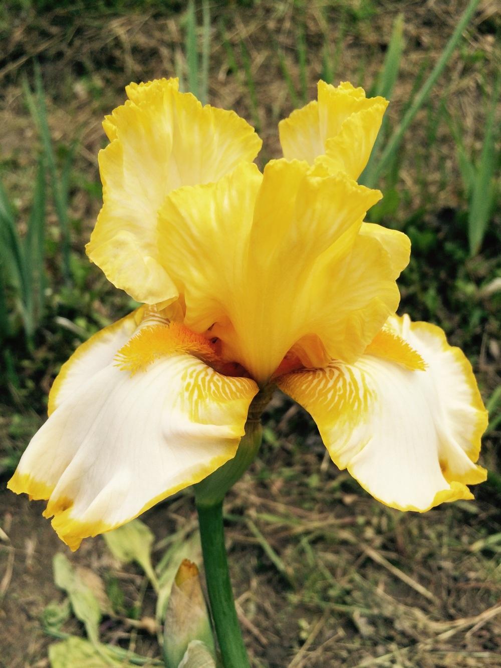 Photo of Tall Bearded Iris (Iris 'Sunrise Elegy') uploaded by Lbsmitty