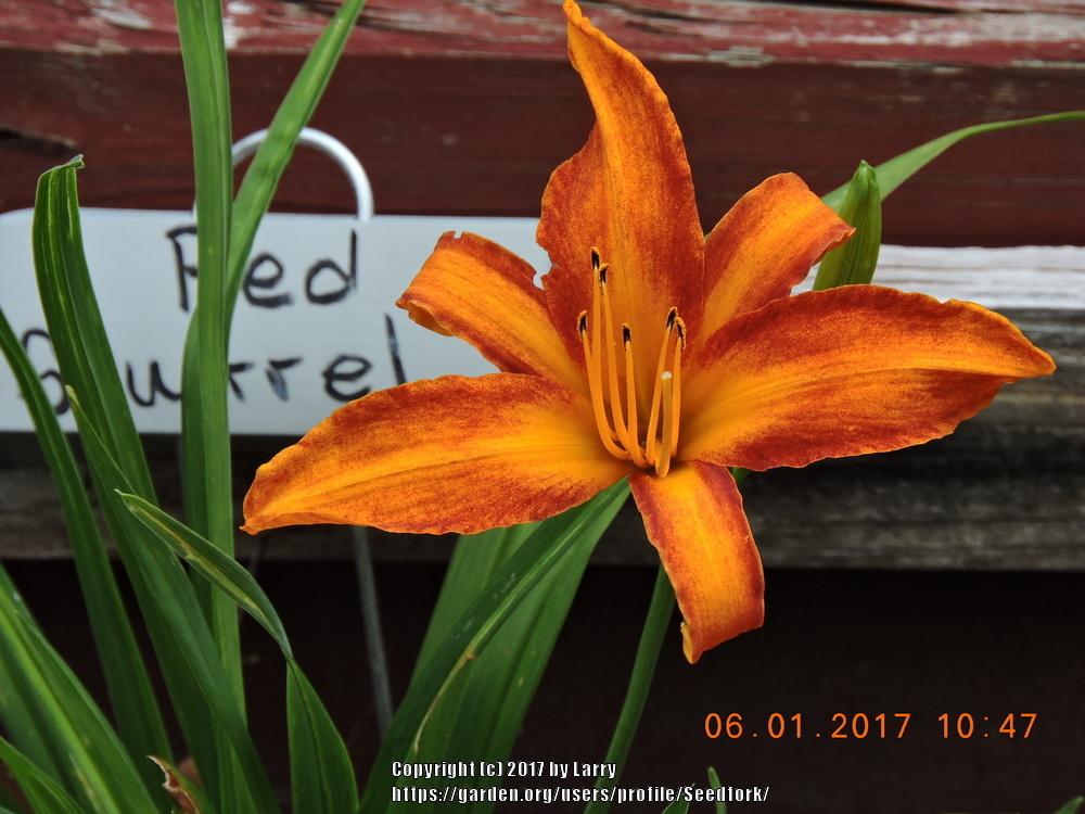 Photo of Daylily (Hemerocallis 'Red Squirrel') uploaded by Seedfork